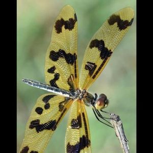 Meet your Posher, Stacy